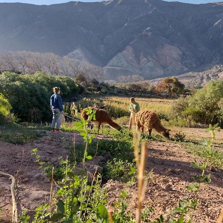 Dormir Con Llamas Maimará Eksteriør billede