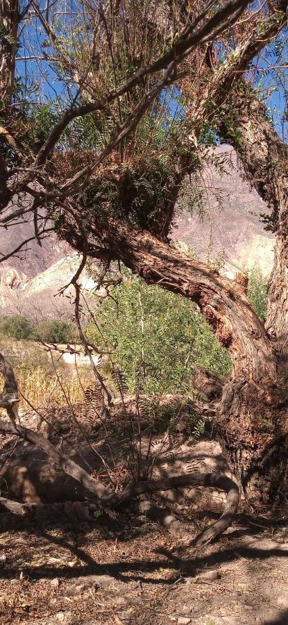 Dormir Con Llamas Maimará Eksteriør billede