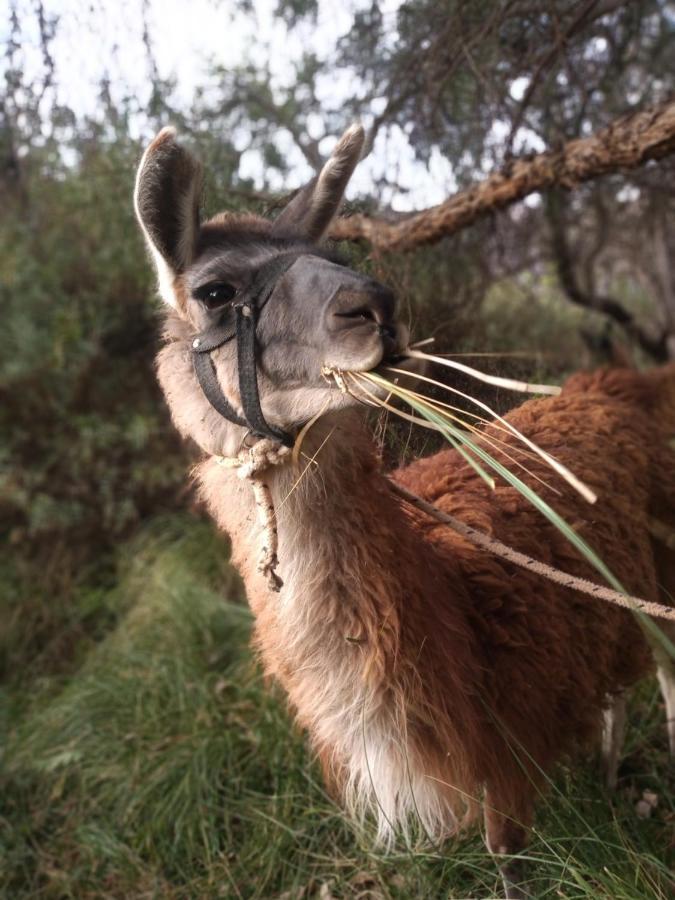 Dormir Con Llamas Maimará Eksteriør billede