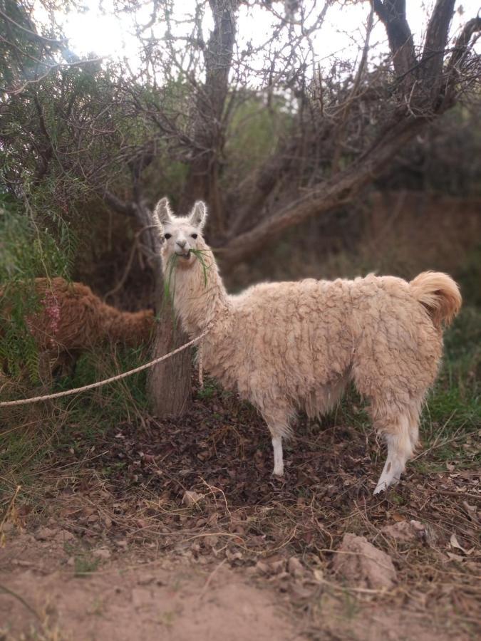 Dormir Con Llamas Maimará Eksteriør billede