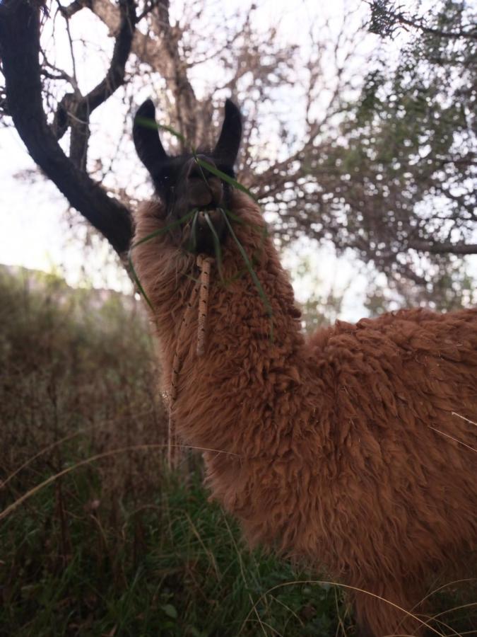 Dormir Con Llamas Maimará Eksteriør billede