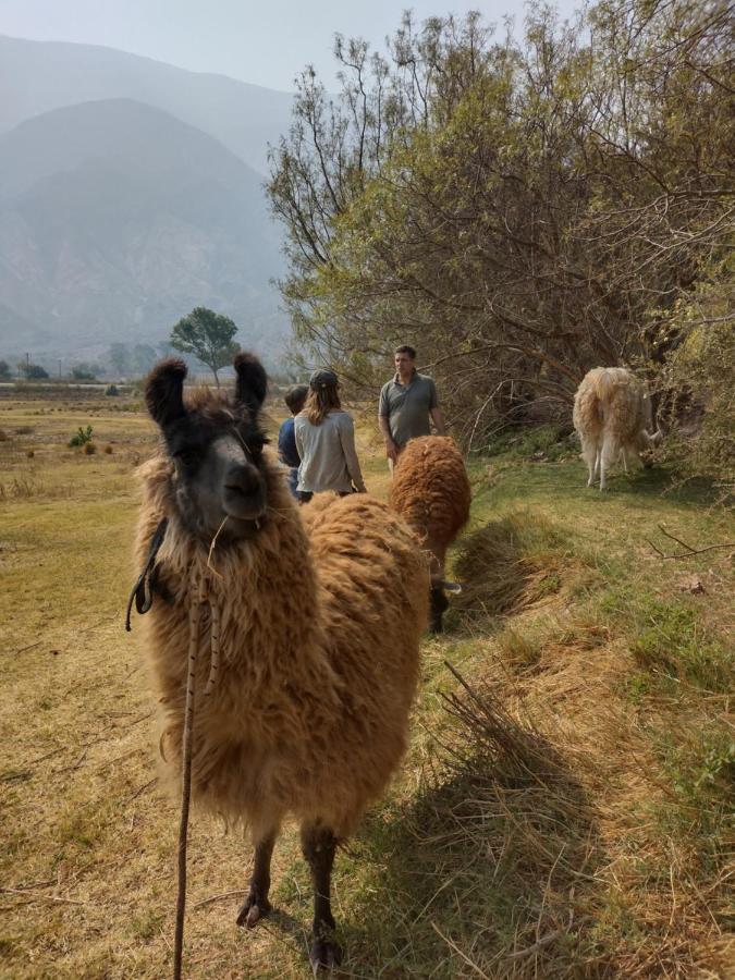 Dormir Con Llamas Maimará Eksteriør billede