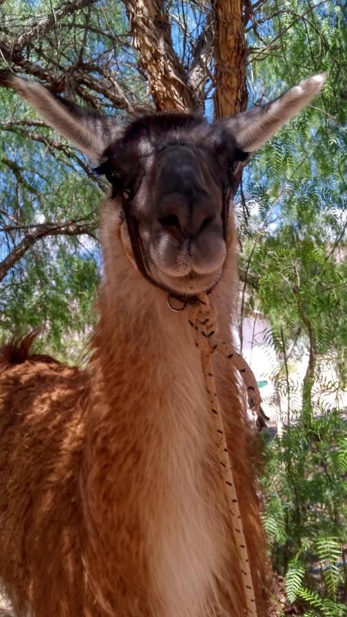 Dormir Con Llamas Maimará Eksteriør billede
