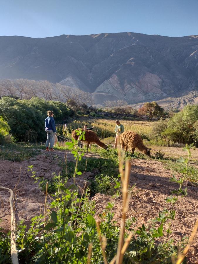Dormir Con Llamas Maimará Eksteriør billede